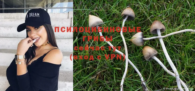 купить наркотик  ссылка на мегу зеркало  Псилоцибиновые грибы Magic Shrooms  Новочеркасск 